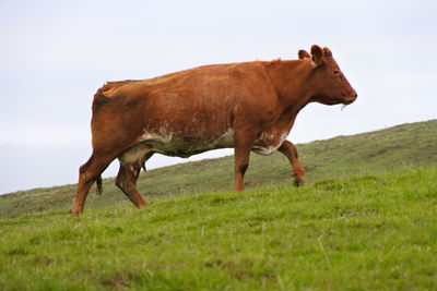 Cow walking uphill