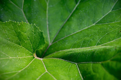 Full frame shot of green leaves