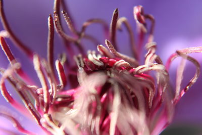 Close-up of pink flower
