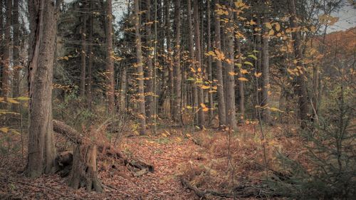 Pine trees in forest