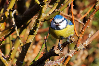 Close-up of bird perching on branch