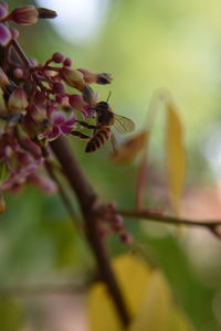 Close-up of bee pollinating on flower