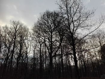 Low angle view of bare trees in forest against sky