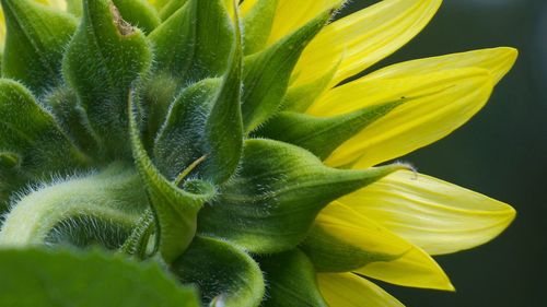 Close-up of yellow flower
