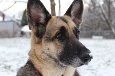 Close-up of dog looking away