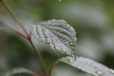 Close-up of wet plant