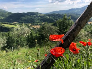 Red flowering plants on field against mountains