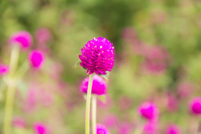 Close-up of pink flower blooming outdoors