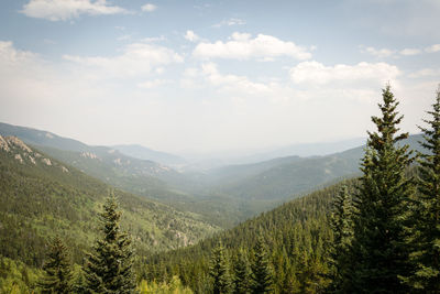 Scenic view of forest against sky