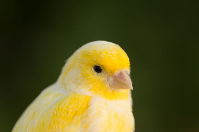 Close-up of a bird against blurred background