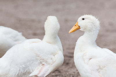 Close-up of white geese on field