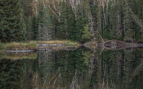 Reflection of trees in water