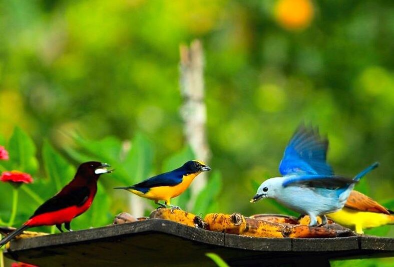 CLOSE-UP OF BIRD PERCHING ON LEAF