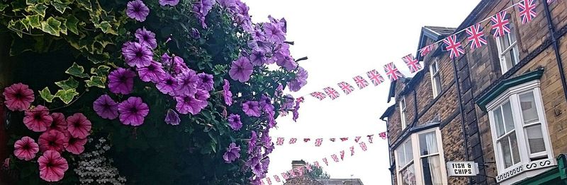 Low angle view of flowers