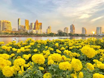 Yellow flowering plants by buildings against sky in city