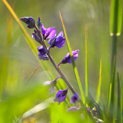 Close-up of purple flowering plant