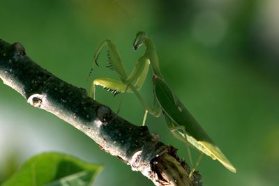 Close-up of insect on leaf