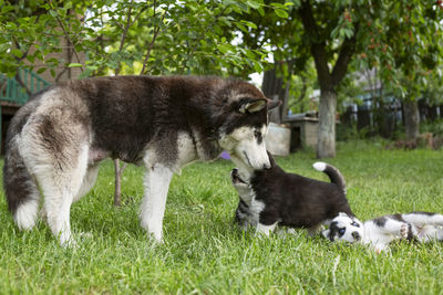 Dogs on grassy field