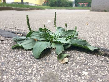 Close-up of plant growing on road