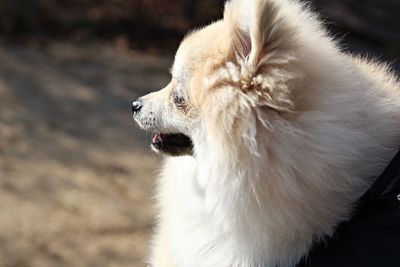 Close-up of a dog looking away