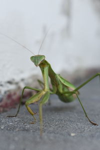 Pregnant praying mantis looking at camera