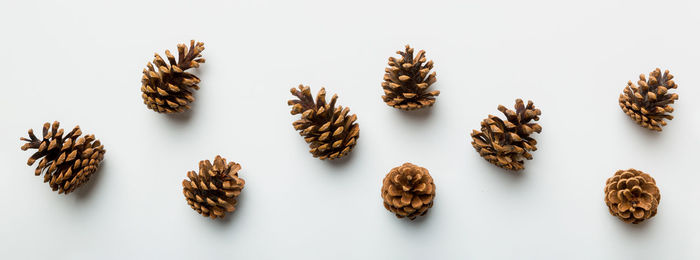 conifer cone