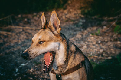 Close-up of a dog looking away