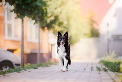 Portrait of dog