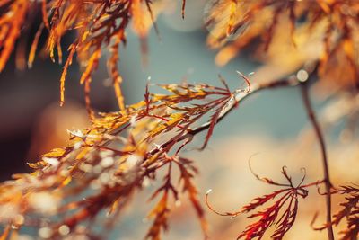 Close-up of dry leaves on tree during autumn