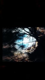 Close-up of silhouette trees against sky