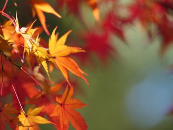 Close-up of maple leaves on plant