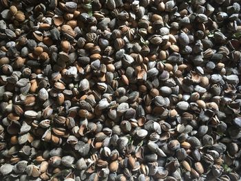 Full frame shot of shells on beach
