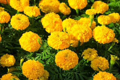 Close-up of yellow flowering plants