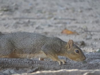 Close-up of squirrel