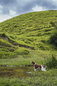 View of a dog on landscape