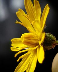 Close-up of yellow flower