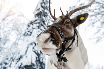 Close-up of horse