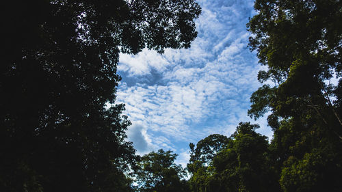 Low angle view of trees against sky