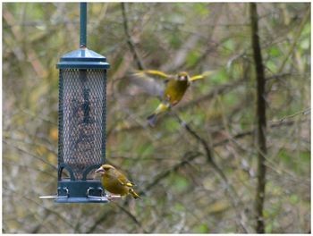 Bird perching on feeder