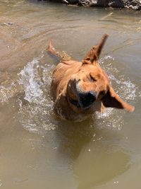 High angle view of golden retriever
