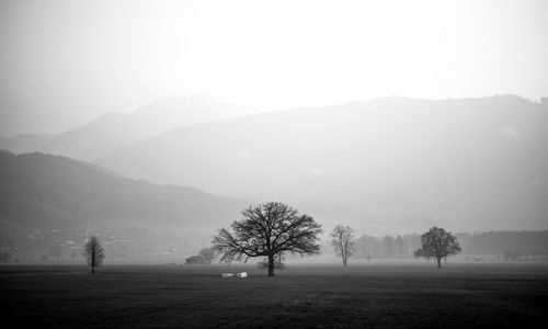 Trees on landscape against sky