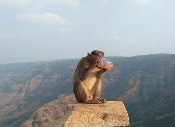 Monkey drinking drink while sitting on rock against mountain