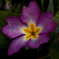 Close-up of purple crocus flower