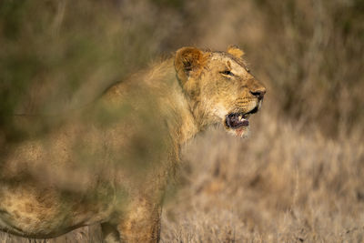 Close-up of young male lion standing gazing