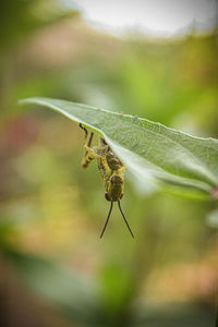 Close-up of insect on plant