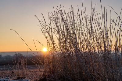 Plants growing on field at sunset