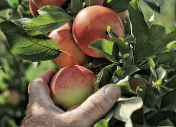 Close-up of hand holding apple