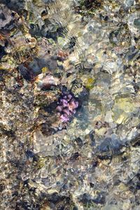 Full frame shot of flowers in water