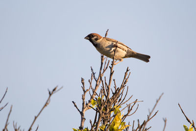 Low angle view of bird perching on branch against clear sky