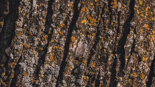 Close-up of a tree trunk